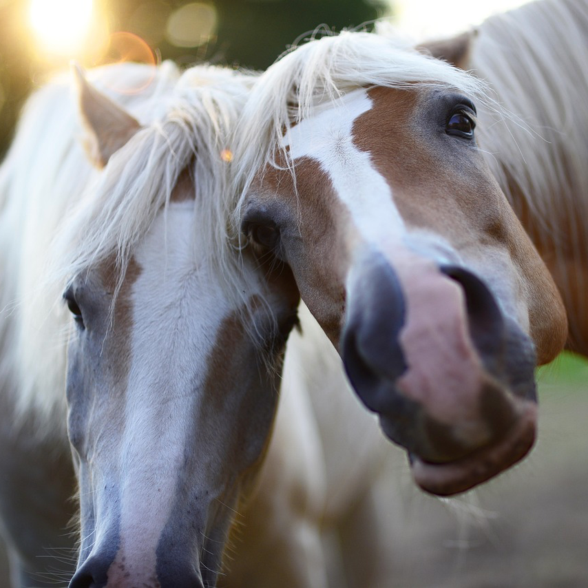 Photo of two horses.